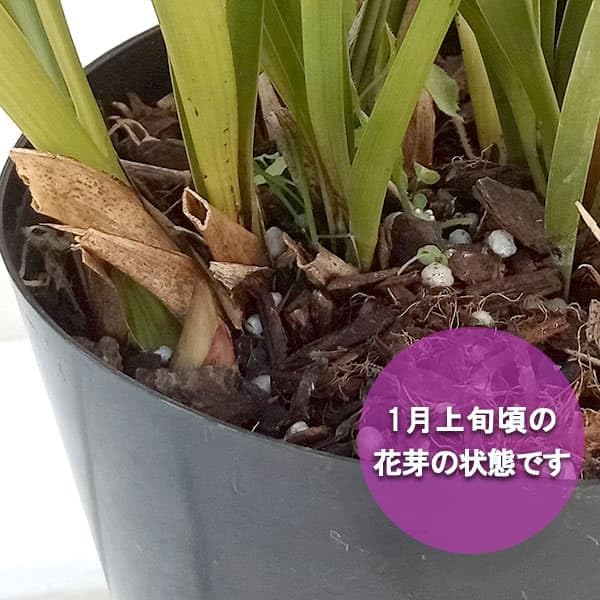 Amazon.co.jp: シンビジューム：金稜辺（キンリョウヘン）花芽付き4号