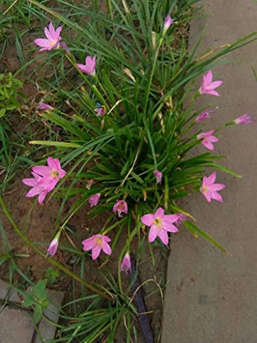 Image of Urban Gardens Rain Lily Mixed Bulbs (Dark Pink, Light Pink, Yellow, White, Lemon Yellow & Apricot), A Mix of 6 Varieties