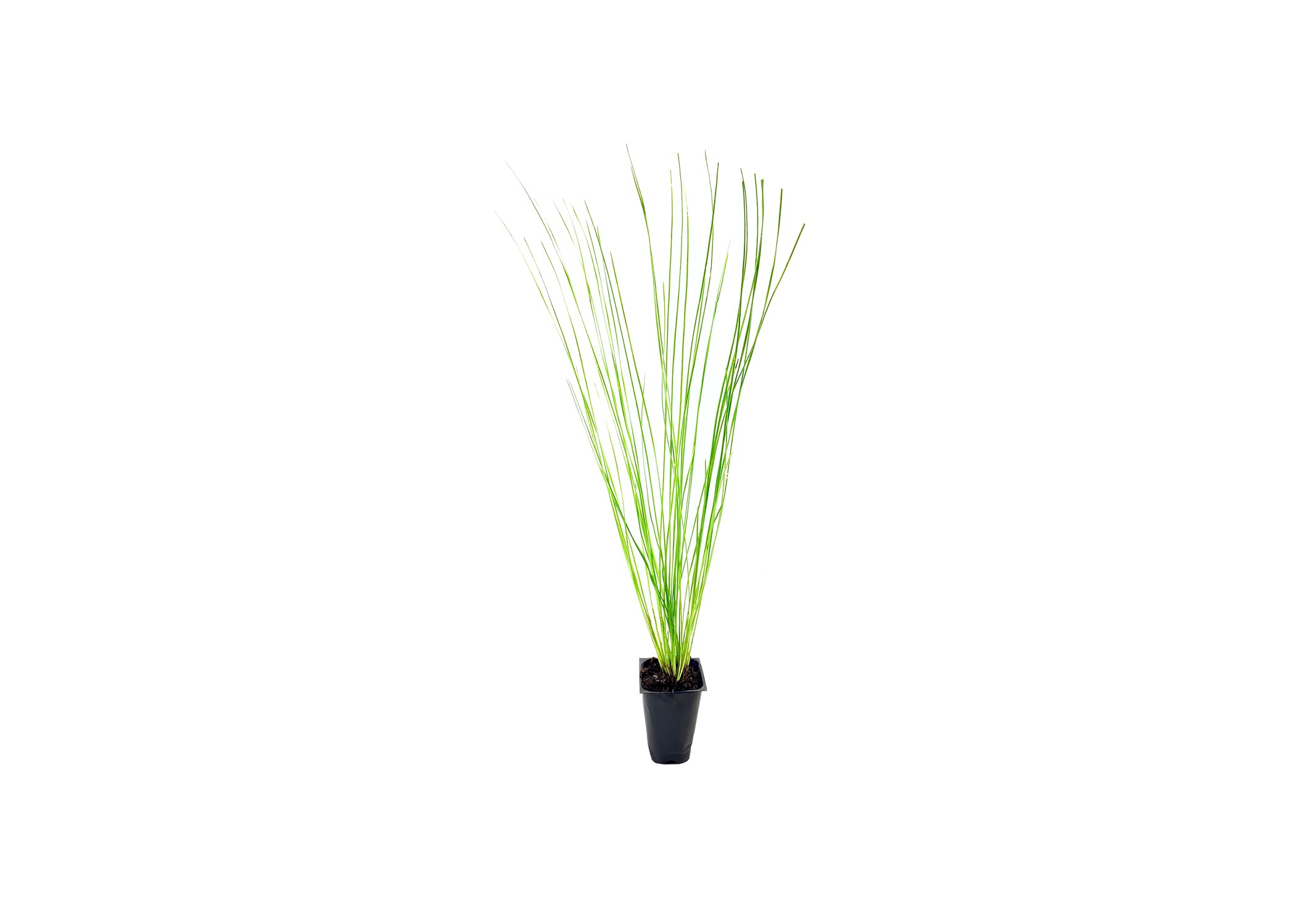 Longleaf Pine Tree | 3 Live Plants | Pines Palustris | Hardy Fast Growing Evergreen Eco-Friendly Trees