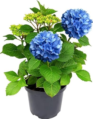 Hortensia de Tonalidad Azul Planta NATURAL de Interior