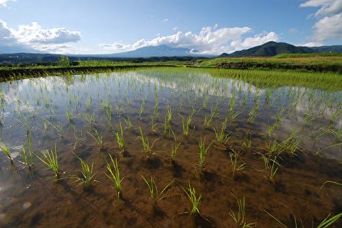 [ 黒米 赤米 緑米 もち麦 発芽玄米 大麦 もち米玄米 押麦 ] 1.8kg 熊本産 残留農薬ゼロ 保存便利 【なつかし】