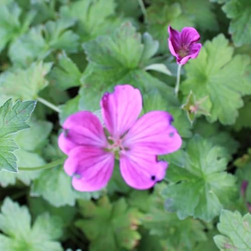 6x Géranium vivace 'Russel Prichard' - Geranium riversleaianum ‘Russell Prichard’ - Godet 9x9cm
