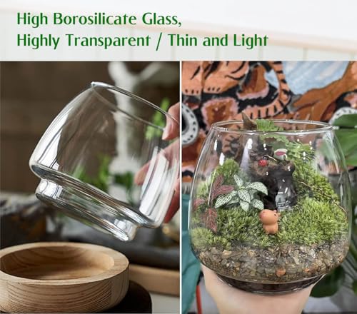 6 Inch Plant Glass Terrarium with Removable Wooden Base for Succulents Glass Bowl for Air Plant Cactus Moss (Plants not Included) - Image 3
