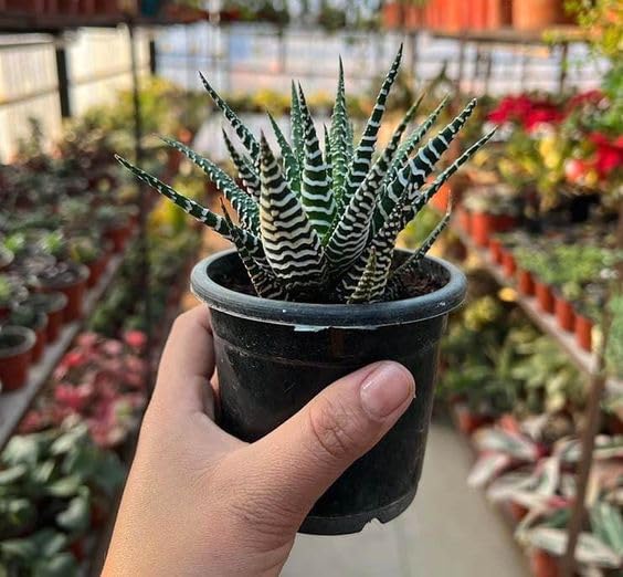 Live Zebra Plant, Haworthia fasciata Live Plant, Small Indoor Live Succulent plant For Home Decoration : 1 Live Healthy Plant With Black Pot (B0D32YMYDC) Amazon Price History, Amazon Price Tracker