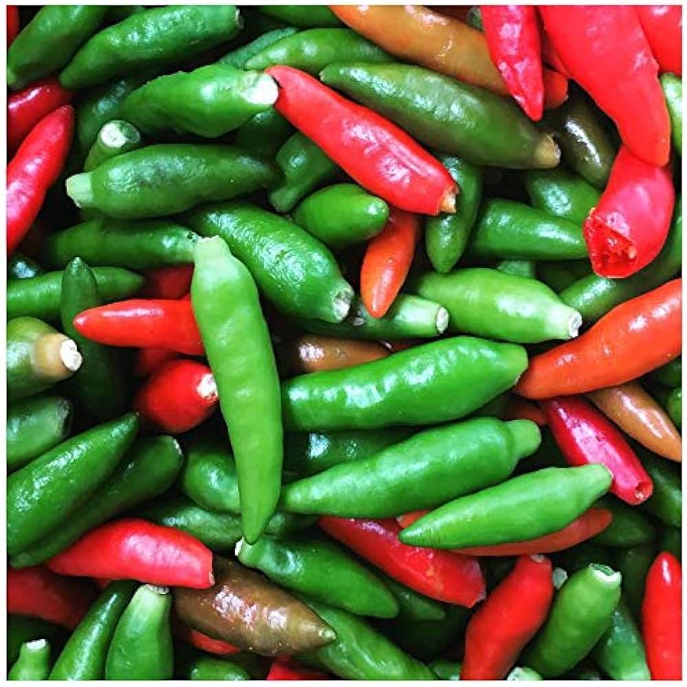 Amazon.co.jp: 辛とうがらし Purikkinu プリッキーヌ 9cmポット苗