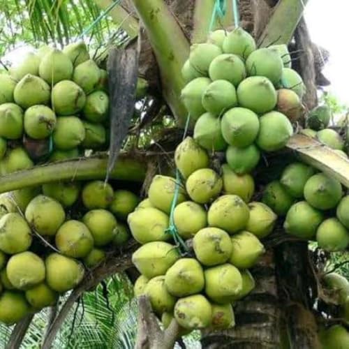 Generic Malaysian Dwarf Coconut Plant, Outdoor, 1 Pack Pack of 1 - Image 2