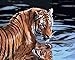 Puzzle Classico 1000 Pezzi Puzzle in Legno con Tigre da Bagno per Adulti Puzzle 3D Home Decor