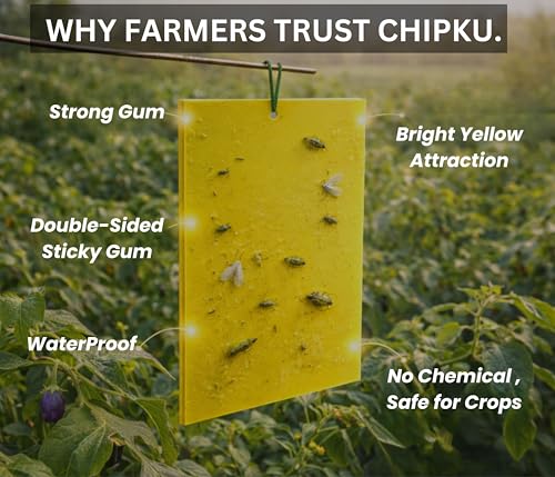 Image of Chipku A4 PVC Yellow Sticky Trap Pack of 25 for Insects | Powerful Eco Fly Glue Trap for White Fly, Aphids & Thrips | Chemical-Free Agriculture & Garden Pest Control
