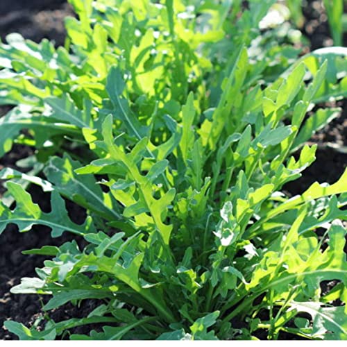 Sementes de Rúcula Selvática TOPSEED