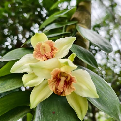 semillas de vainilla - decoración vainilla planifolia - invernaderos de balcón semillas orgánicas para invitados balcón verano trepadoras 200pcs