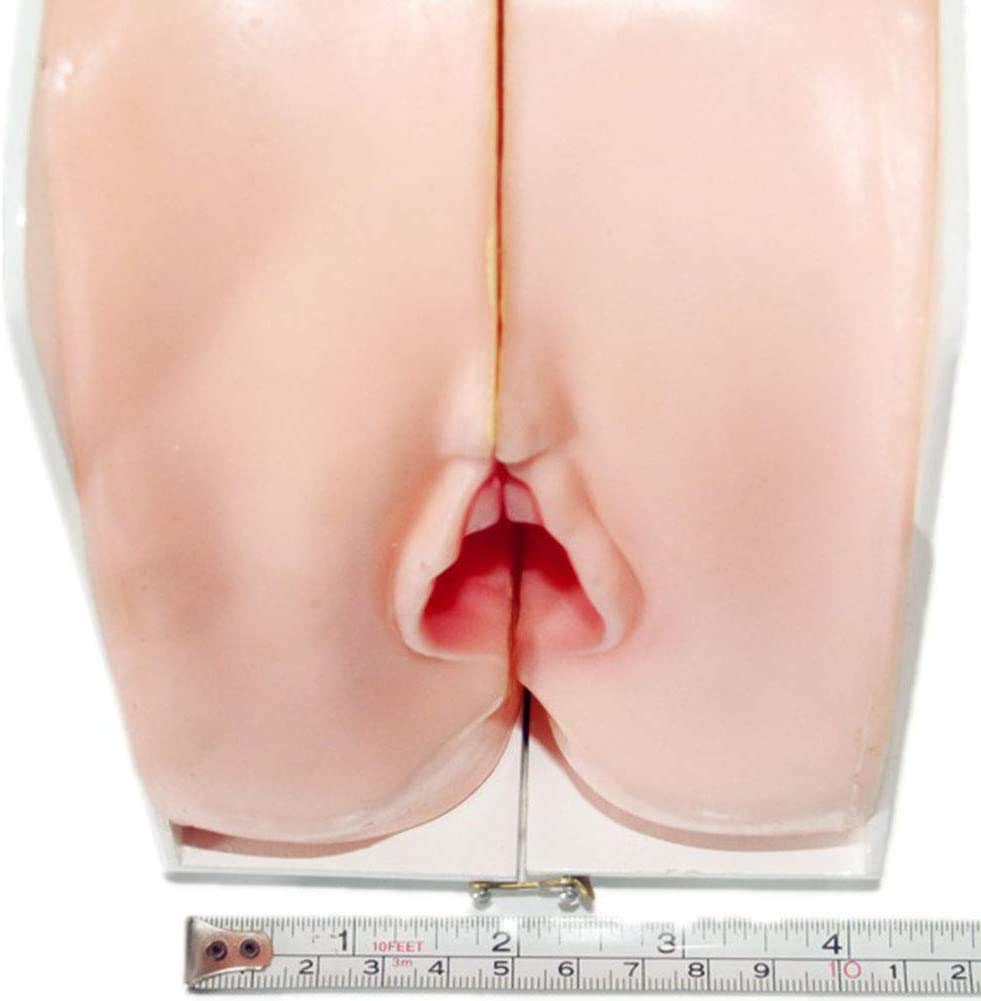 Guida Contraccezione Femminile del Modello per Interni Ed Esterni con Organi Genitali Modello Modello