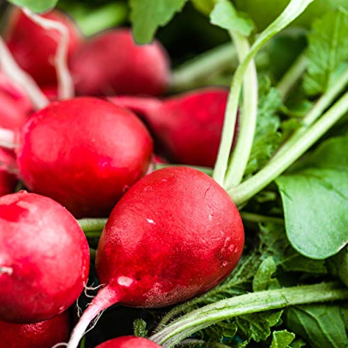 The Old Farmer's Almanac Organic Radish Seeds (Cherry Belle) - Approx 400 Seeds - Certified Organic, Non-Gmo, Open Pollinated, Heirloom, Usa Origin #TOP5