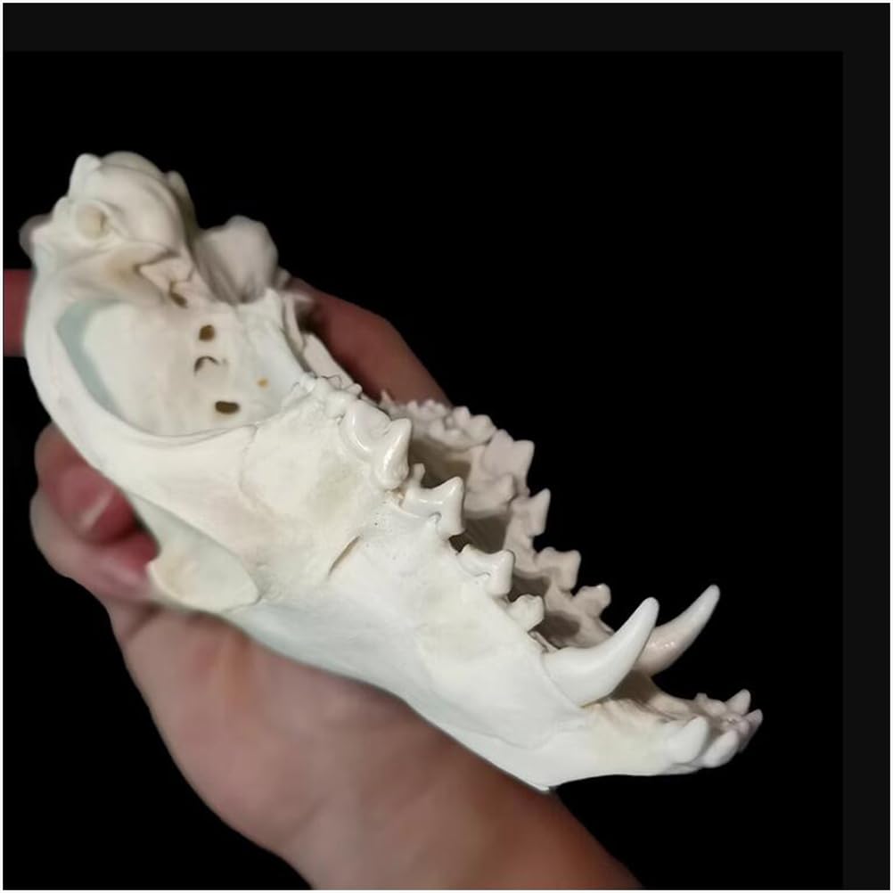 Echte Fuchs Schädel Replik - 1:1 Lebensgröße Tier Schädel Modell - Fuchs Tier Taxidermy Supplies Art Bone Modell - für Home Bar Dekorative 'Hallween Dekoration Requisiten