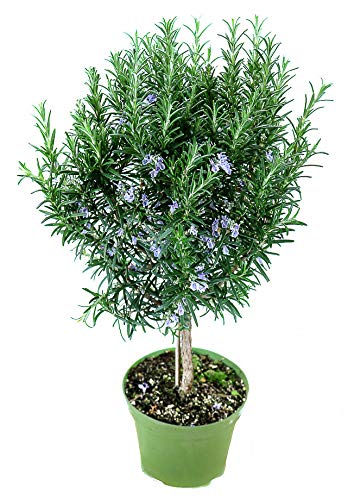 Rosmarin Baum - Stamm - Stämmchen - Rosmarinus officinalis- Kräuter Pflanze