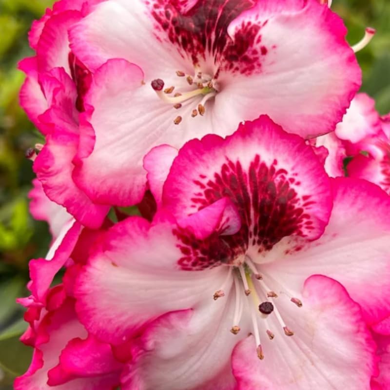 Vivid Pink White Rhododendron Plant Live, Azalea Plants, Rhododendron Azalea Bushes Ready to Plant, Live Shrubs for Outdoor Planting