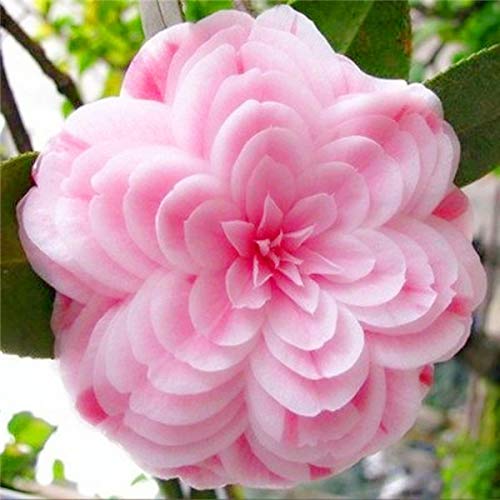 . 20 pc/sacchetto bonsai della camelia piante di giardino domestiche di fiori bonsai arcobaleno piante bonsai colore rara pianta: 15: Only Seeds - Afbeelding 3