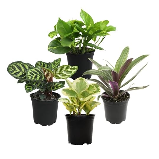 Plants for Pets Indoor Plants