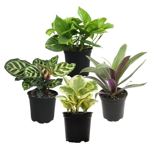 Essential Houseplant Collection (4PK) Live Plants Indoor Plants Live Houseplants in Plant Pots, Easy House Plants Indoors Live, Snake Plant, Pothos in Potting Soil, Clean Air Plants by Plants for Pets