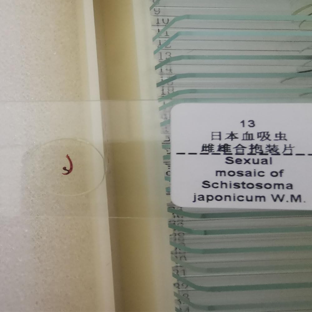 1 Pieces Parasitology Prepared Slides Sexual mosaic of Schistosoma japonicum W.M.