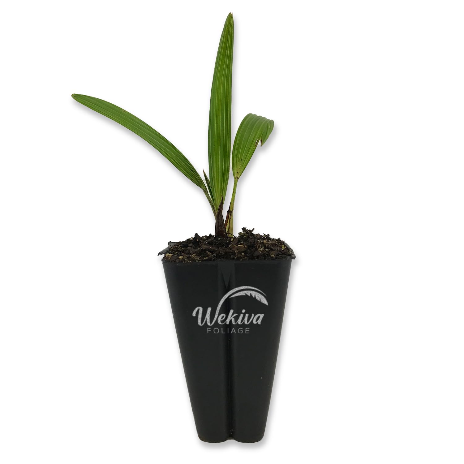 Windmill Palm - Live Starter Plant in a 2 Inch Pot - Trachycarpus Fortunei - Hardy Palm from Florida