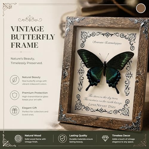 Wugakio Real Butterfly Framed - Hanging wood grain photo frame, Taxidermy Animals for Oddities and Curiosities Gifts (papilio maackii - Wood Grain Photo Frame) — view 6