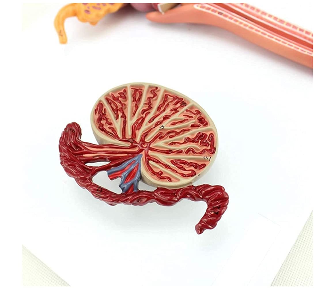 Modello Anatomico Sistema Riproduttivo Maschile 1:2 - 25 Parti, PVC, Trasparente, Per Insegnamento E Studio