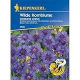 Wilde Kornblume
