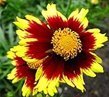 1 raíz desnuda de Coreopsis cósmico Ojo, Tickseed, rojo oscuro con crema amarillo