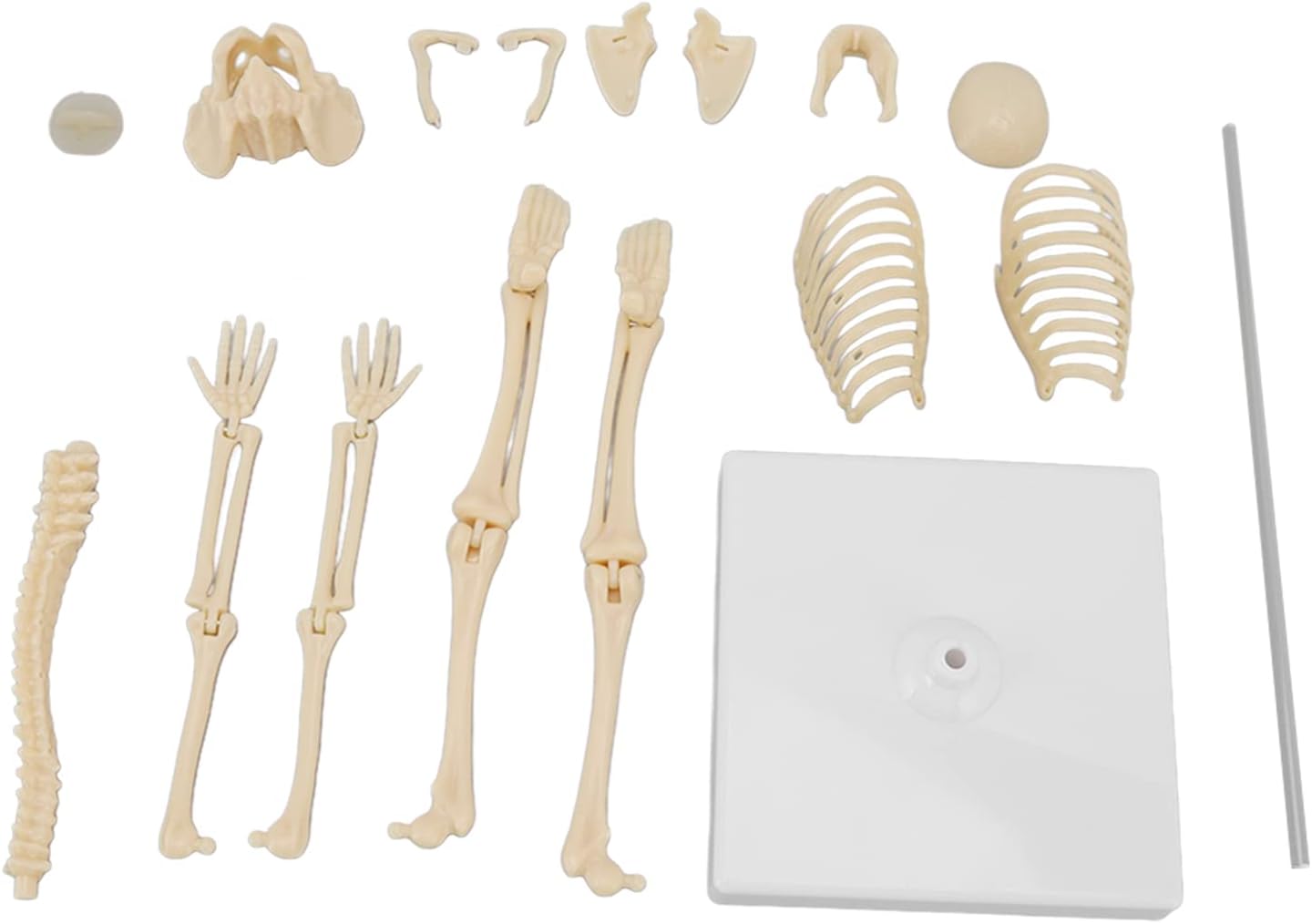 Longzhuo 35cm Mini Human Skeleton Model Light Weight Small