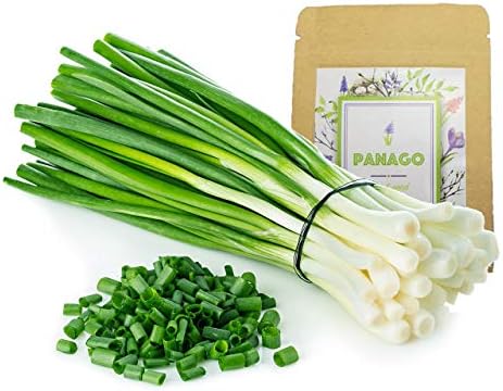 1300+ Long Green Scallion Seeds for Planting, Non-GMO Organic Heirloom Scallion Seeds