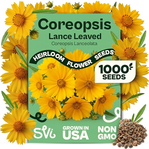 SVI 1000 Dwarf Lance Leaved Coreopsis Seeds (Coreopsis Lanceolata) - Lanceleaf Tickseed Yellow Wildflower Drought Tolerant Seed - Perennial Flower Seeds in Seed Packets for Outdoor Garden Landscape
