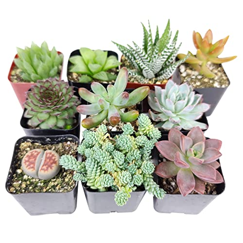 Pet-Friendly Succulent Pack | Set Of 2/4/6/8/10/24/36/48 Best Succulent Plants | Pet Safe Non Toxic Succulent Collection (6) #TOP3