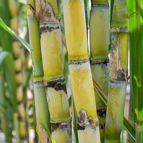 200 Sugarcane Seeds Tropical Sweet Cane Plant Seeds for Home Garden Outdoor Growing & Farm Planting