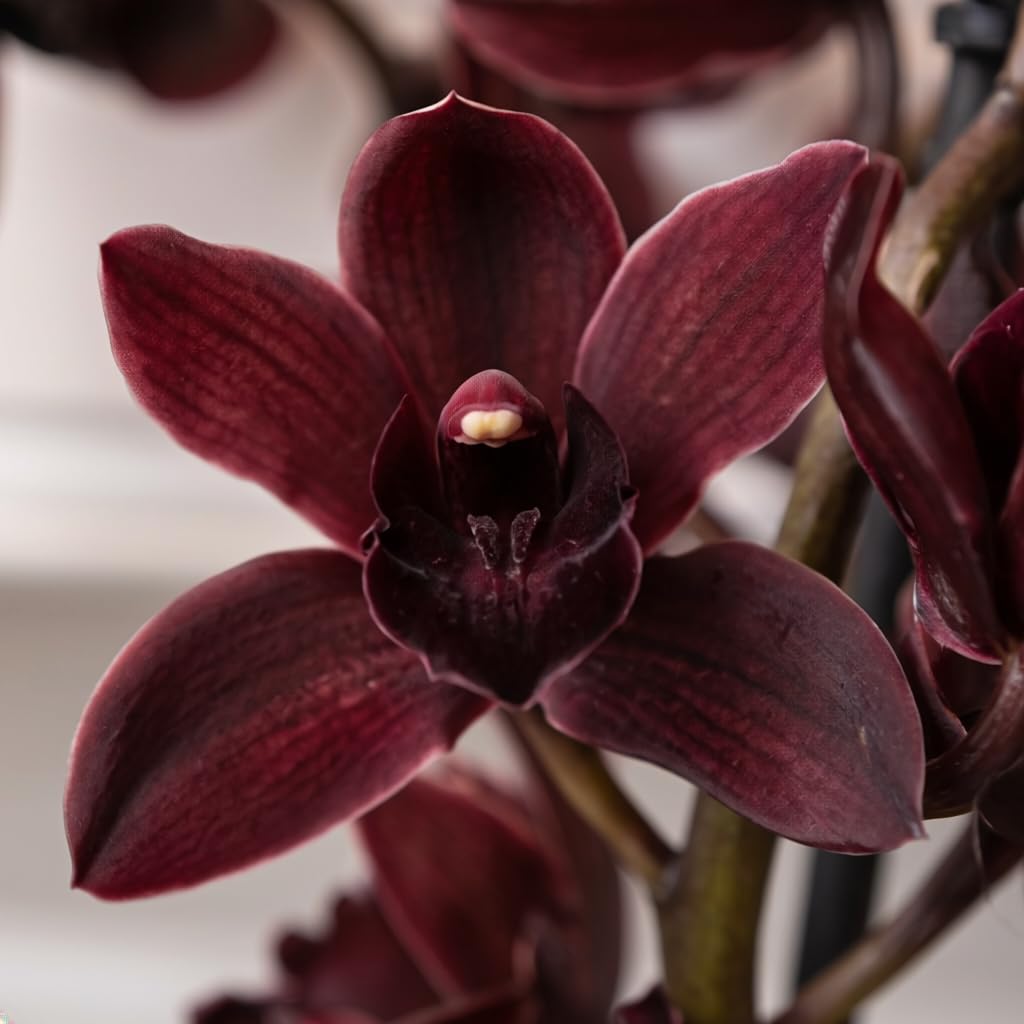 Schwarz Cymbidium Cali Night Orchideen, 1 große Zimmerpflanzen aus Holland, 60-70 cm hoch, 14 cm Topf, mit Blüten (keine künstliche Orchidee, ohne Dünger und Topf, kein Samen und nicht winterhart)