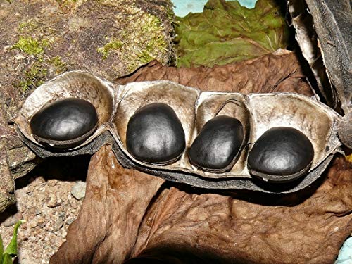 Amazon | ムクナ豆（ワニグチモダマ、ムニンモダマ）の種（10粒） | 野菜