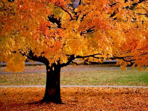 American Sycamore Tree - 8-16" Tall Live Plant - Quart Pot - Fast Growing Shade Tree Seedling - Platanus occidentalis