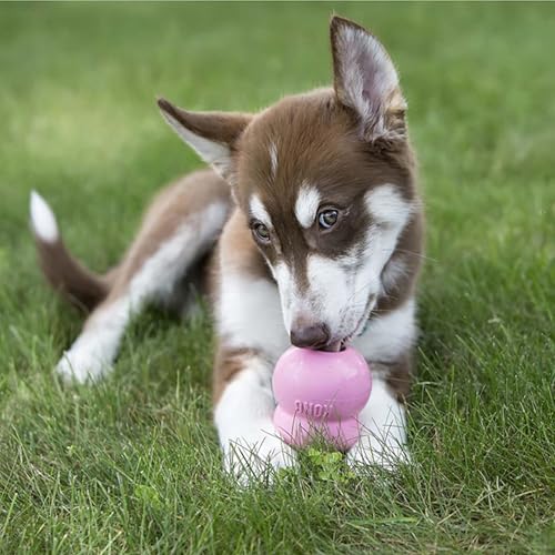 KONG Easy Treat für Hunde - No-Mess Hundeleckerli-Paste - Verwendung mit KONG Hundespielzeug - Erdnussbutter - 236ml - Schonender Snack für Welpenmägen