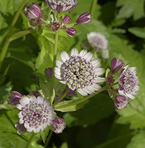 Preisvergleich Produktbild Sterndolde Rosea - Astrantia major