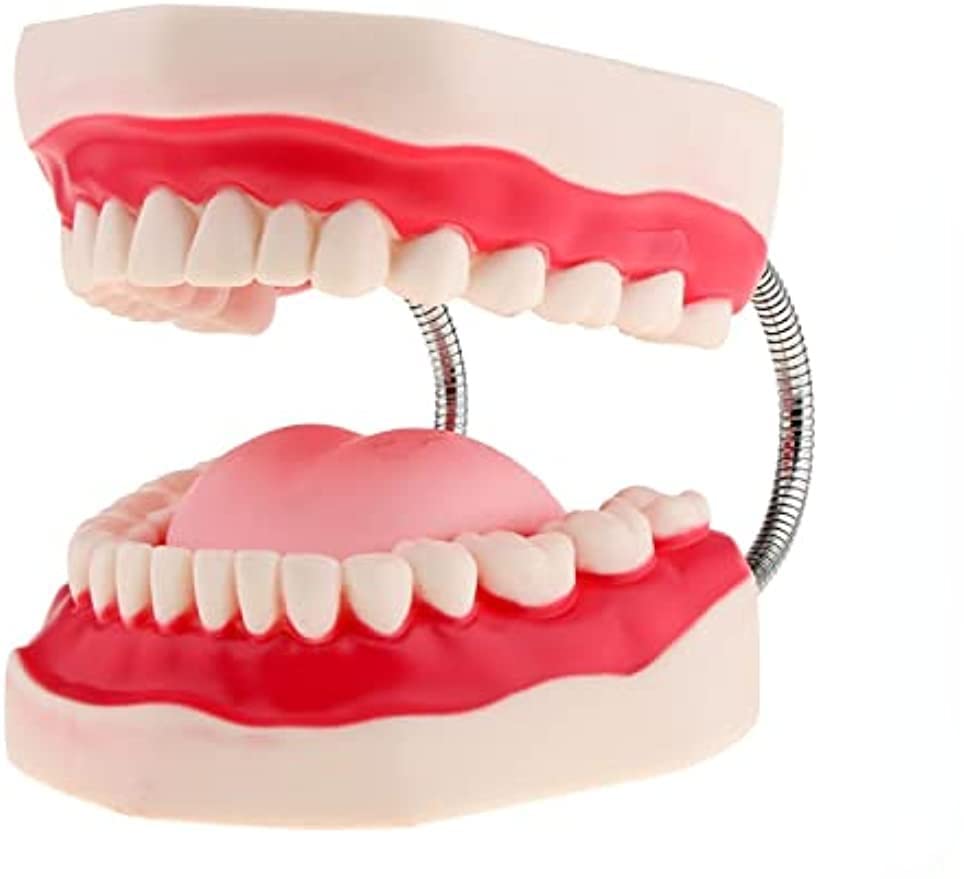 Amazon.co.jp: 歯列模型 口腔歯科模型 上下顎模型 口腔衛生モデル 舌