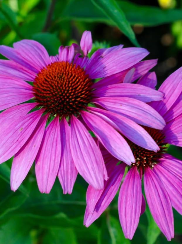 5 Purple Coneflower (Echinacea Purpurea) Plants – Five (5) Live Plants – Non-GMO - Not Seeds – in 3" Inch Pots – Hardy Flowering Perennial, Pollinator Favorite