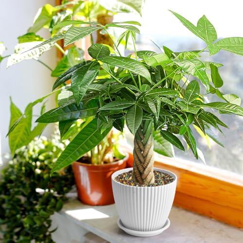 Live Plants Money Tree, 12" Total Height (Pot + Tree), Easy to Grow Houseplant, Indoor Bonsai Potting in White Plastic Pot, Home Office Decor, Birthday Housewarming Gift