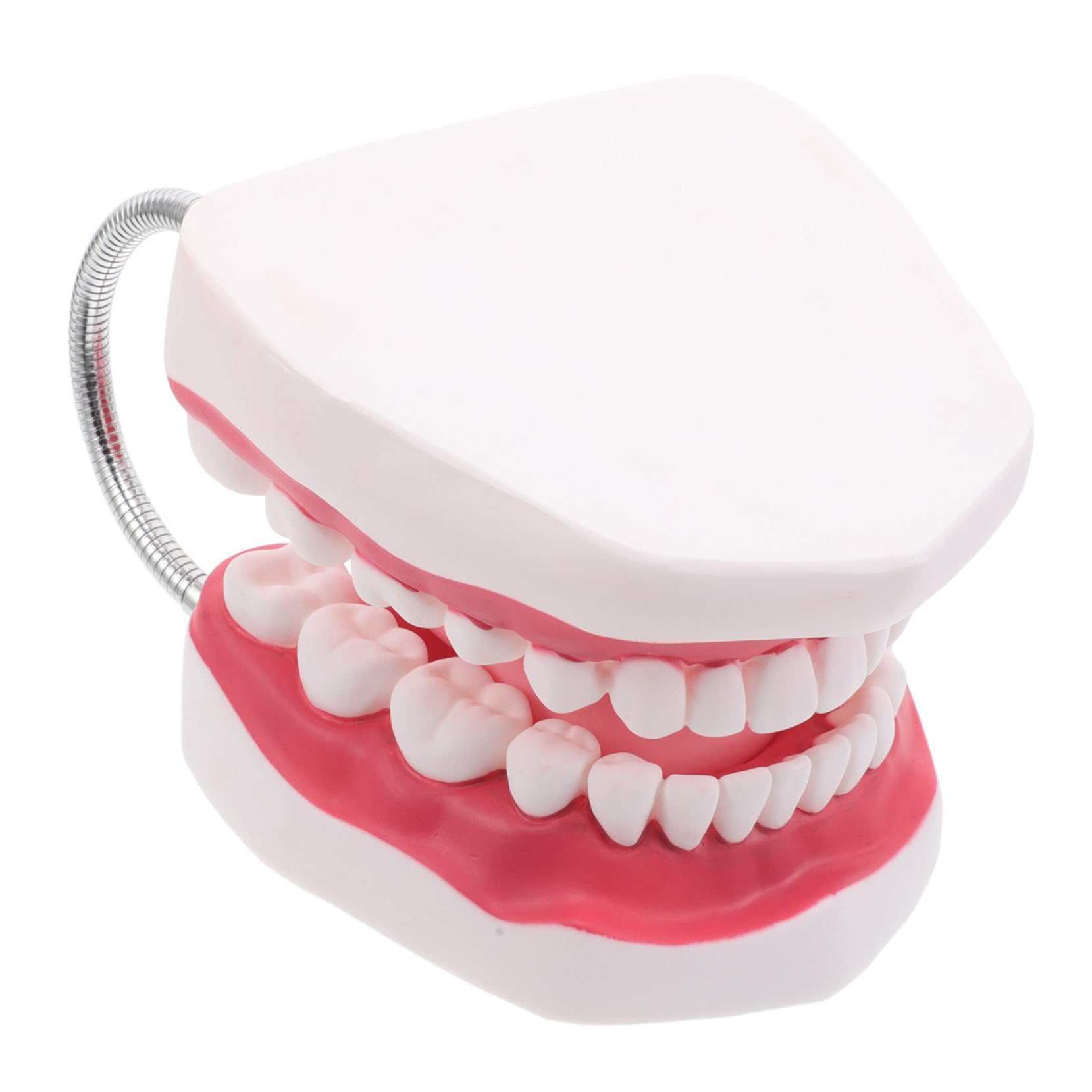 ERINGOGO Insegnamento Fai Da Te Della Lingua Finta Per Studenti Protesi Dentarie Professionisti Ortodontici Per Esami Realistici E Dimostrazione Del Dentista Con La Bocca