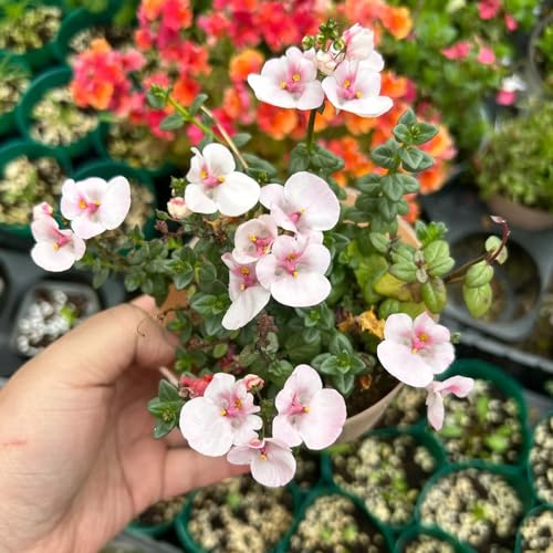 elfensporn - winterharte für balkon winterharte stauden elfensporn wildblumensamen wildblumenwiese mehrjährig bodendecker 150samen