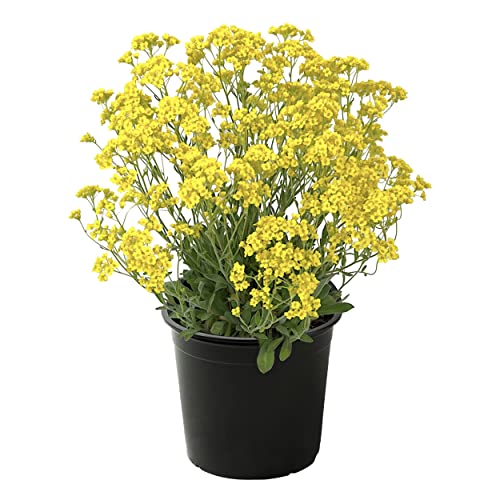 Live Flowering Alyssum - Yellow - Beautiful Mounding Perennial -