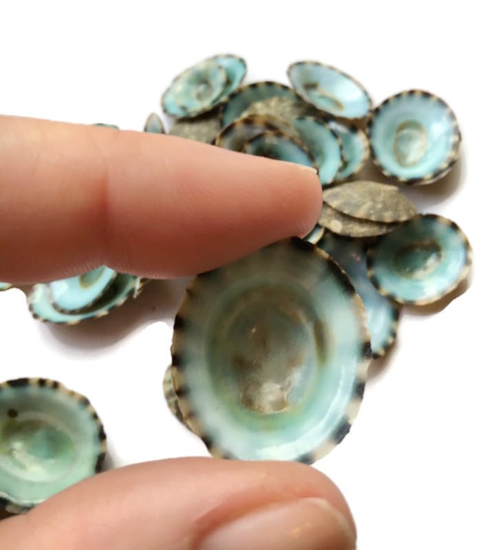 Green Limpets Seashells, 25PC Size 0.50-1.25