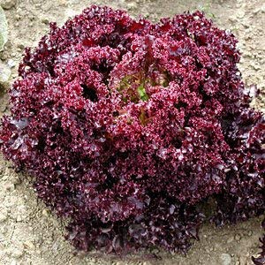 Creative Farmer Vegetable Seeds Lettuce Crip Lollo Rosso Leafy Red Lettuce, Seeds - Lettuce Green ?Seeds Seeds Packet Home Garden Seeds (B07N49V2VT) Amazon Price History, Amazon Price Tracker