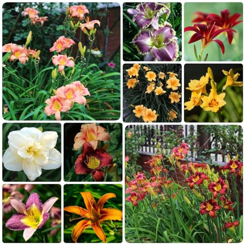 300 Piezas Semillas Perennes Resistentes De Azucenas, Flores Decorativas, Semillas De Bonsái, Semillas Para Macizos De Flores (Hemerocallis Fulva), Semillas De Pradera, Regalo De Jardín, Sem