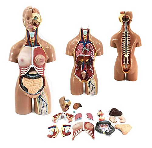 Menschliches Organmodell, Torsomodell, 19 abnehmbare Teile, 55 cm großes Körpermodell, innere Organe, Anatomie der Atmung, Verdauung und Harnwege