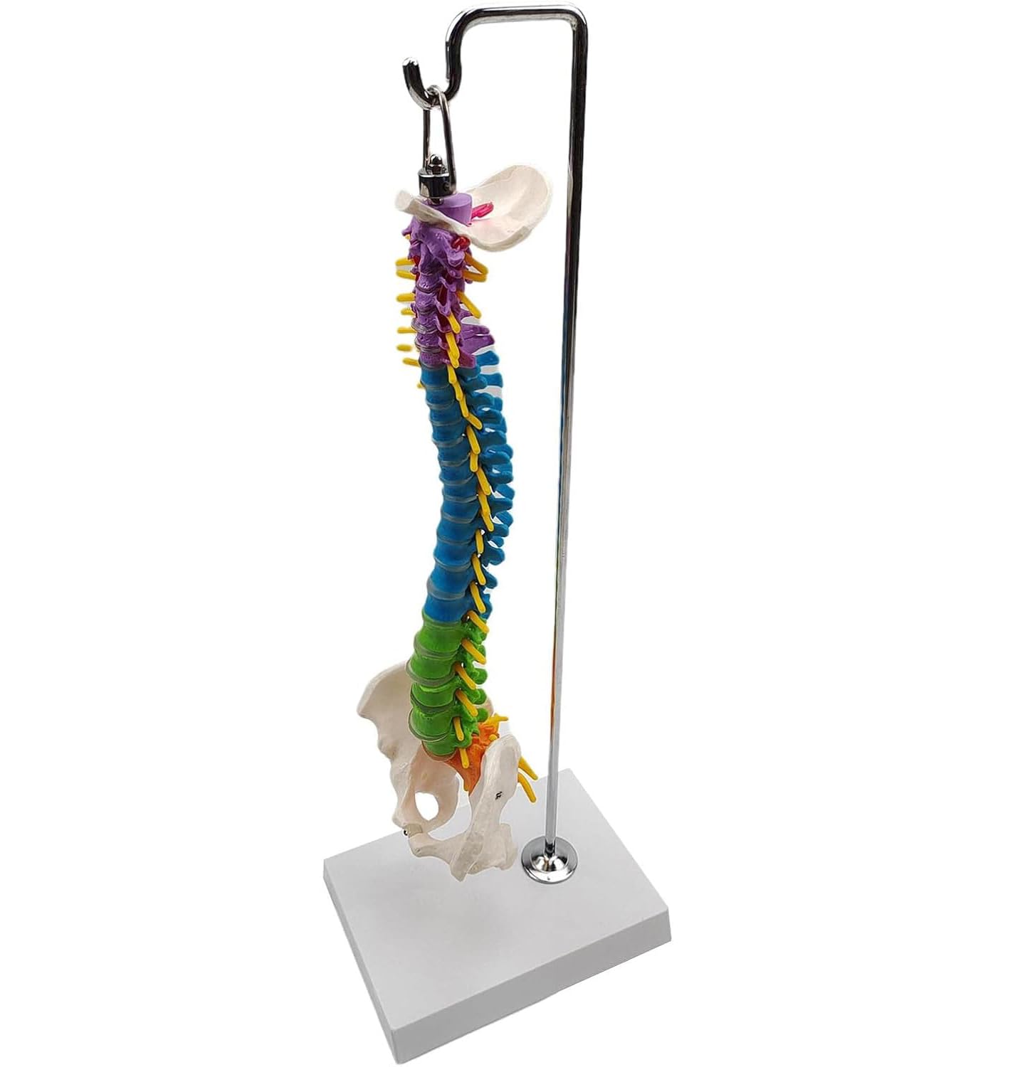 Modelo anatómico de esqueleto de columna vertebral humana con vértebras, nervios, arterias y soporte para demostración educativa y estudio