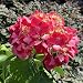 Semillas de flores de hortensias rojas 20 piezas Perennes orgánicas frescas plantas...